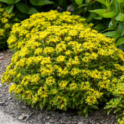 Седум/Очиток Гибридный. (Sedum Нybridum) Р9 Фото Седум/Очиток Гибридный. (Sedum Нybridum) Р9