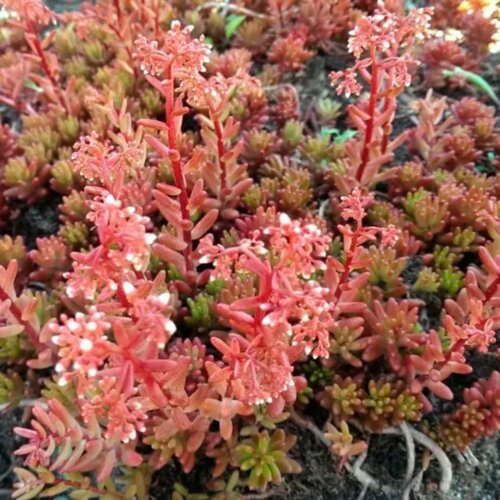 Седум/Очиток Атропурпуреум. (Sedum Atropurpurea) Р9 Фото Седум/Очиток Атропурпуреум. (Sedum Atropurpurea) Р9