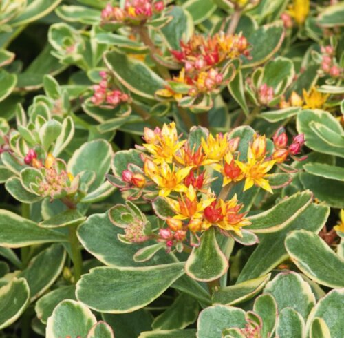 Седум/очиток камчатский Вариегата. (Sedum kamtschaticum Variegatum) Р9 Фото Седум/очиток камчатский Вариегата. (Sedum kamtschaticum Variegatum) Р9