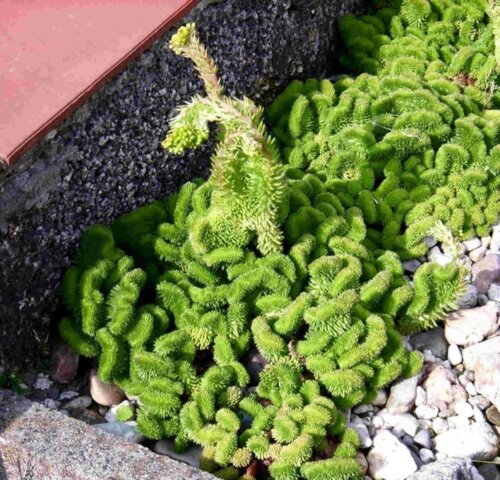 Седум/Очиток Кристатум. (Sedum Cristatum) Р9 Фото Седум/Очиток Кристатум. (Sedum Cristatum) Р9