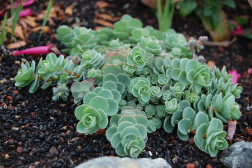 Седум/Очиток Эверса. (Sedum ewersii) Р9 Фото Седум/Очиток Эверса. (Sedum ewersii) Р9