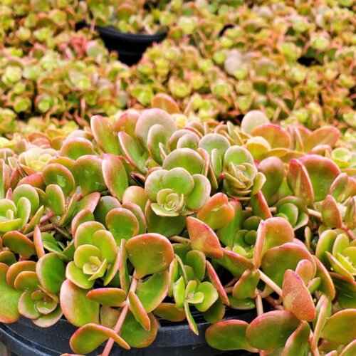 Седум/Очиток Корал Риф. (Sedum tetractinum Coral Reef) Р9 Фото Седум/Очиток Корал Риф. (Sedum tetractinum Coral Reef) Р9