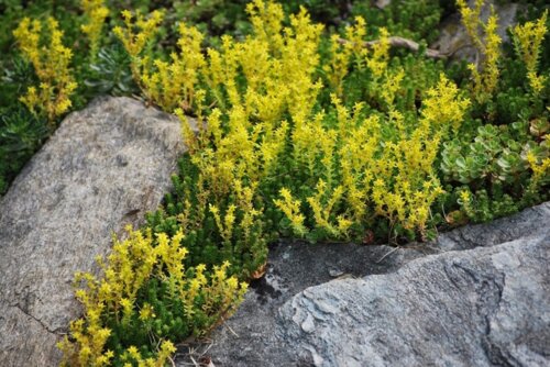 Седум/очиток шестирядный. (Sedum sexangulare) Р9 Фото Седум/очиток шестирядный. (Sedum sexangulare) Р9