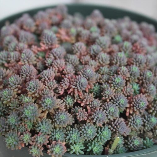 Седум/Очиток лидийский. (Sedum lydium) Р9 Фото Седум/Очиток лидийский. (Sedum lydium) Р9