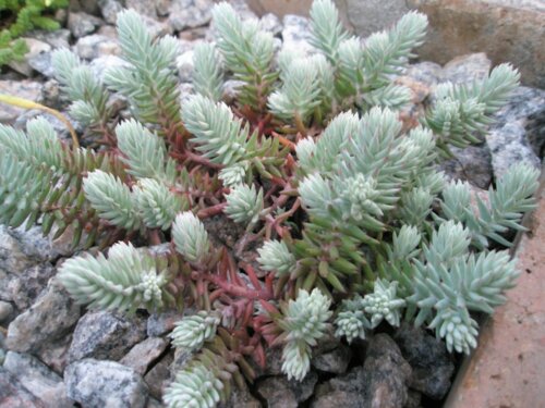 Седум/Очиток Еверса Нанум. (Sedum ewersii nanum) Р9 Фото Седум/Очиток Еверса Нанум. (Sedum ewersii nanum) Р9