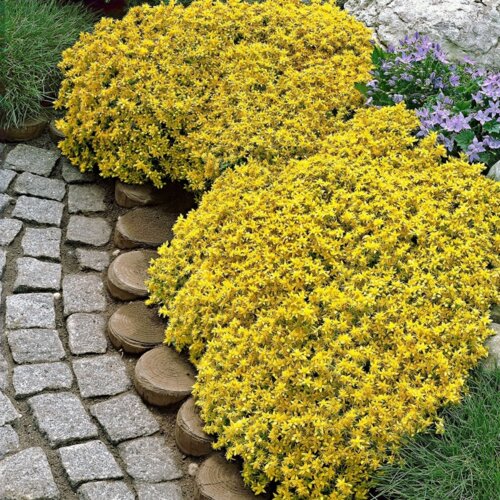 Седум/Очиток едкий Еллоу Квин. (Sedum acre Yellow Queen) Р9 Фото Седум/Очиток едкий Еллоу Квин. (Sedum acre Yellow Queen) Р9
