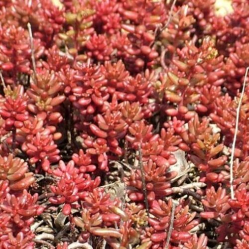 Седум/Очиток краснолистный Мурал. (Sedum album subsp. teretifolium Murale) Р9 Фото Седум/Очиток краснолистный Мурал. (Sedum album subsp. teretifolium Murale) Р9