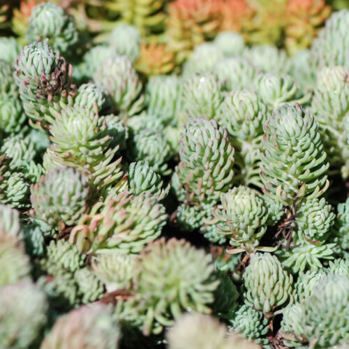 Седум/Очиток Форстера Оракул. (Sedum forsterianum Oracle) Р9 Фото Седум/Очиток Форстера Оракул. (Sedum forsterianum Oracle) Р9