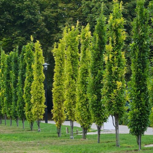 Дуб болотяний Грін Пілар. (Quercus palustris Green Pillar) С12 Фото Дуб болотяний Грін Пілар. (Quercus palustris Green Pillar) С12
