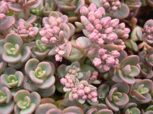 Седум/Очиток Сахалин. (Sedum pluricaule Sakhalin) Р9 Фото Седум/Очиток Сахалин. (Sedum pluricaule Sakhalin) Р9