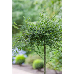 Бруслина/Бересклет форчуна Мінімус. (Euonymus fortunei Minimus) ШТАМБ Фото Бруслина/Бересклет форчуна Мінімус. (Euonymus fortunei Minimus) ШТАМБ