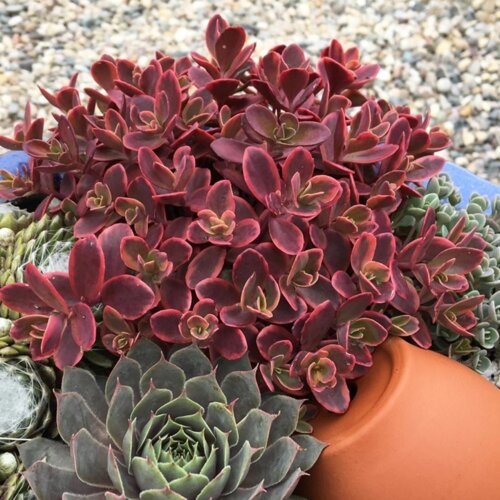 Седум/Очиток СанСпарклер ВайлдФаер. (Sedum hybridum SunSparkler Wildfire) Р9 Фото Седум/Очиток СанСпарклер ВайлдФаер. (Sedum hybridum SunSparkler Wildfire) Р9