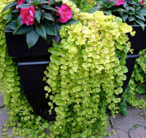 Вербейник монетчатий. (Lysimachia nummularia) Р9 Фото Вербейник монетчатий. (Lysimachia nummularia) Р9