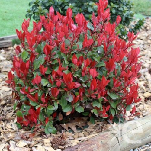 Фотиния фразера Литл Ред Робин. (Photinia fraseri Little Red Robin) С10 Фото Фотиния фразера Литл Ред Робин. (Photinia fraseri Little Red Robin) С10