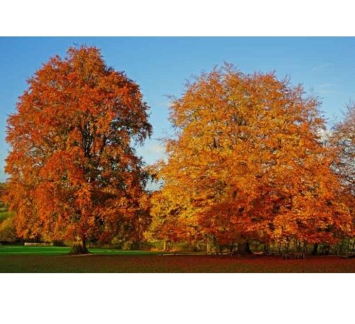 Бук европейский/лесной. (Fagus sylvatica) С12 Фото Бук европейский/лесной. (Fagus sylvatica) С12