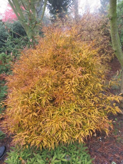 Бук европейский/обыкновенный Мерседес. (Fagus sylvatica Mercedes) С15 Фото Бук европейский/обыкновенный Мерседес. (Fagus sylvatica Mercedes) С15