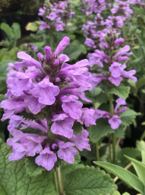 Шалфей мутовчатый. (Salvia verticillata) С1,5 Фото Шалфей мутовчатый. (Salvia verticillata) С1,5