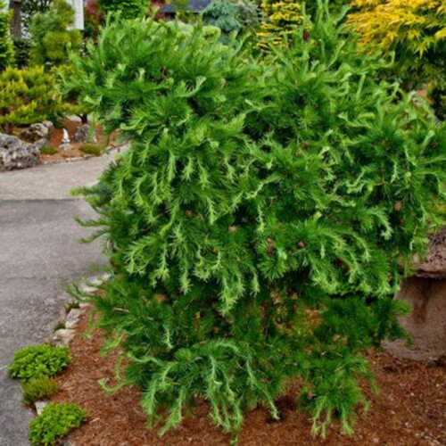 Модрина європейська Хорстман Рекурвед. (Larix decidua Horstmann Recurved) С7,5 Фото Модрина європейська Хорстман Рекурвед. (Larix decidua Horstmann Recurved) С7,5