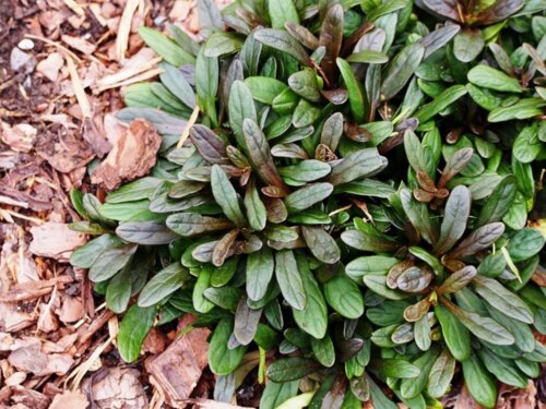Фото Живучка Чоклед Чип. (Ajuga reptans Chocolate Chip) Р9