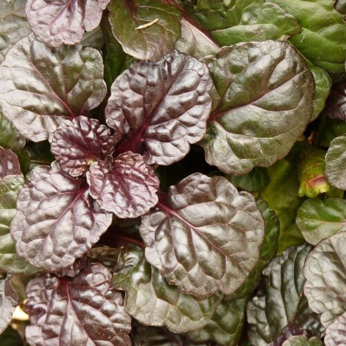 Живучка ползучая Браун Хетс. (Ajuga reptans Braun Herz) Р9 Фото Живучка ползучая Браун Хетс. (Ajuga reptans Braun Herz) Р9