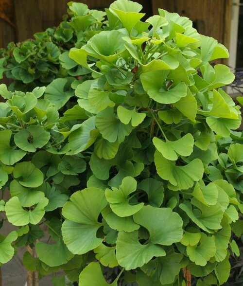 Фото Гінкго Білоба Двохлопотне. (Ginkgo biloba) С3