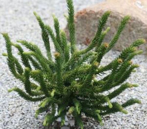 Фото Криптомерія японська Дінгер. (Cryptomeria japonica Dinger) С4