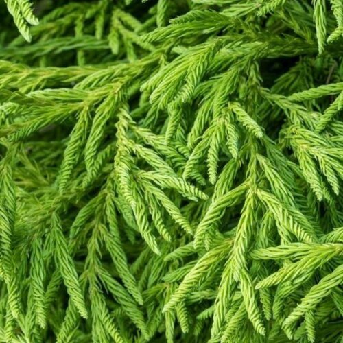 Фото Криптомерія японська Спіраліс. (Cryptomeria japonica Spiralis) С4