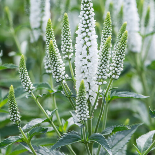 Фото Вероніка колосиста Фест Леді-біла. (Veronica spicata First Lady) С3 