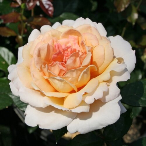 Фото Троянда Гроссгерцогиня Луїза. (Grossgerzogin Luise) Ч/Г