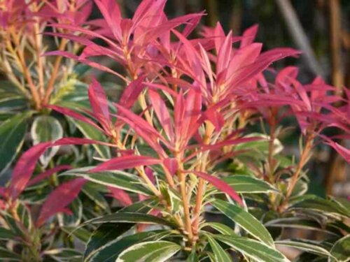 Пієріс японський Флемінг Сільвер. (Pieris japonica Flaming Silver) С5 Фото Пієріс японський Флемінг Сільвер. (Pieris japonica Flaming Silver) С5