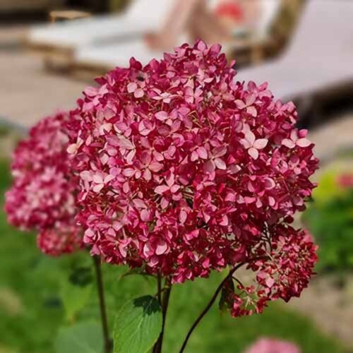 Гортензія деревоподібна Кендібель Сорбет. (Hydrangea arborescens Candybelle Sorbet) Р9 Фото Гортензія деревоподібна Кендібель Сорбет. (Hydrangea arborescens Candybelle Sorbet) Р9