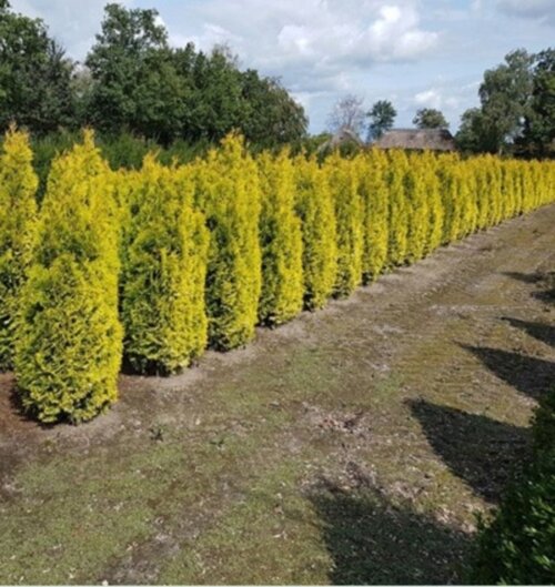 Фото Туя західний ЯНТАР. (Thuja occidentalis Jantar) Р9