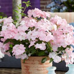 Фото Гортензія ампельна Френч Болеро. (Hydrangea hybrid French Bolero) С3
