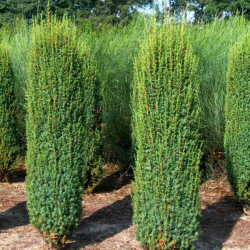 Ялівець звичайний Хіберніка. (Juniperus communis Hibernica) С10 Фото Ялівець звичайний Хіберніка. (Juniperus communis Hibernica) С10