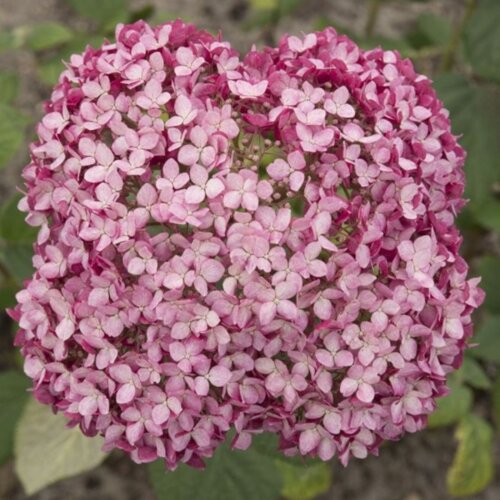 Фото Гортензия древовидная Меджикал Пинкредибол. (Hydrangea arborescens Magical Pinkerbell) С2