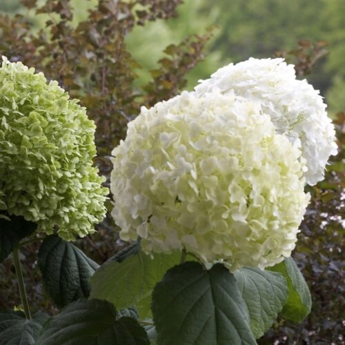 Гортензия древовидная Стронг Анабель. (Hydrangea arborescens Strong Annabelle) С2 Фото Гортензия древовидная Стронг Анабель. (Hydrangea arborescens Strong Annabelle) С2