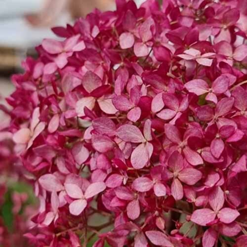 Фото Гортензия древовидная Кендибель Сорбет. (Hydrangea arborescens Candybelle Sorbet) С5