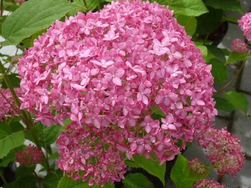 Гортензия древовидная Пинк Анабель. (Hydrangee arborescens Pink Annabelle) С5 Фото Гортензия древовидная Пинк Анабель. (Hydrangee arborescens Pink Annabelle) С5