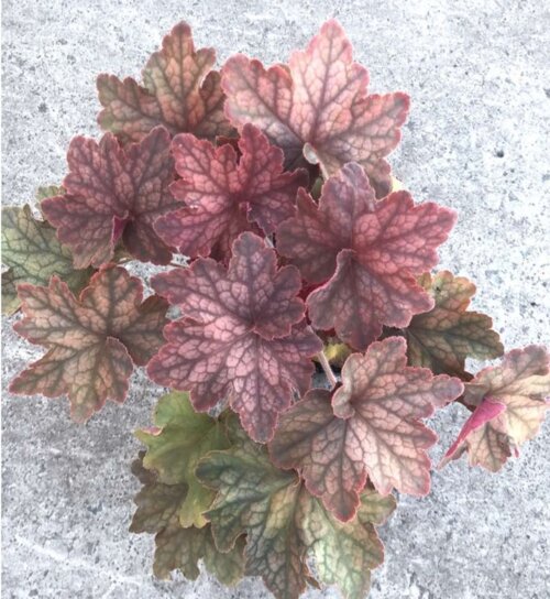Фото Гейхера №3 (Heuchera) С3