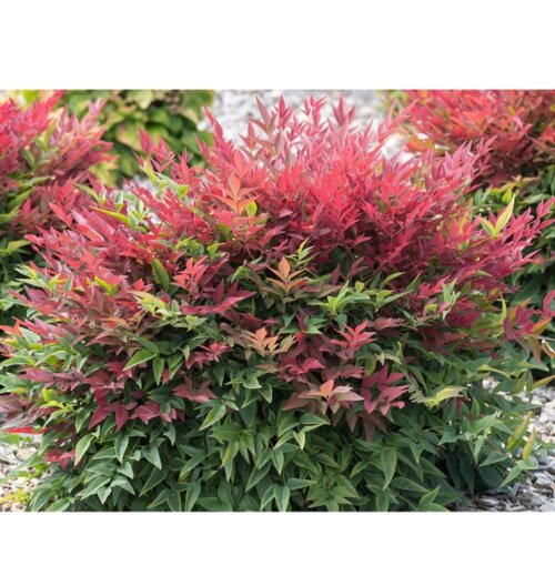 Фото Нандина Домашняя. (Nandina Domestica) С10