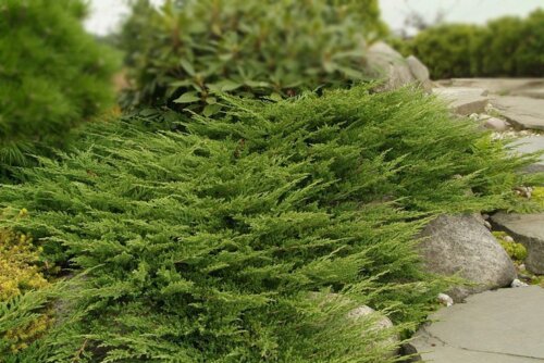 Ялівець Принц Уельський. (Juniperus horizontalis Prince of Wales) Р9 Фото Ялівець Принц Уельський. (Juniperus horizontalis Prince of Wales) Р9