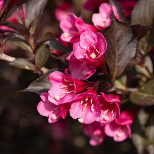 Вейгела квітуча Вікторія (Weigela Purpurea Victoria) Фото Вейгела квітуча Вікторія (Weigela Purpurea Victoria)