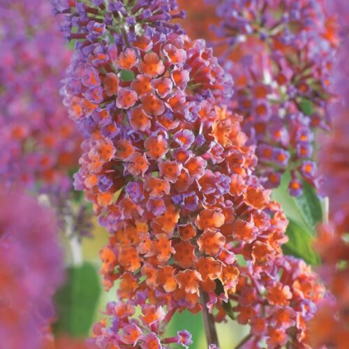 Буддлея давида Флауэр Пауэр. (Buddleja davidii Flower Power) Р9 Фото Буддлея давида Флауэр Пауэр. (Buddleja davidii Flower Power) Р9