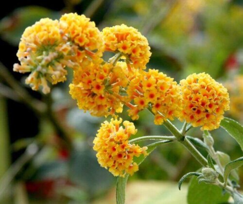Фото Буддлея Давида Санголд. (Buddleja davidii Sungold) Р9 