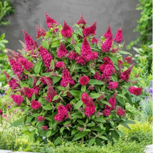 Фото Буддлея баттерфляй кенди Литл Руби. (Buddleja Butterfly Candy Little Ruby) Р9