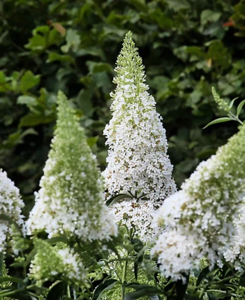 Фото Буддлея баттерфляй кенди Литл Вайт. (Buddleja Butterfly Candy Little White) Р9