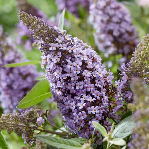 Буддлея баттерфляй кенди Литл Лила. (Buddleja Butterfly Candy Little Lila) Р9 Фото Буддлея баттерфляй кенди Литл Лила. (Buddleja Butterfly Candy Little Lila) Р9