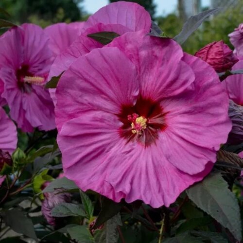Гібіскус трав'янистий Саммеріфік Беррі Авесом. (Hibiscus Summerific® Berry Awesome) С2 Фото Гібіскус трав'янистий Саммеріфік Беррі Авесом. (Hibiscus Summerific® Berry Awesome) С2