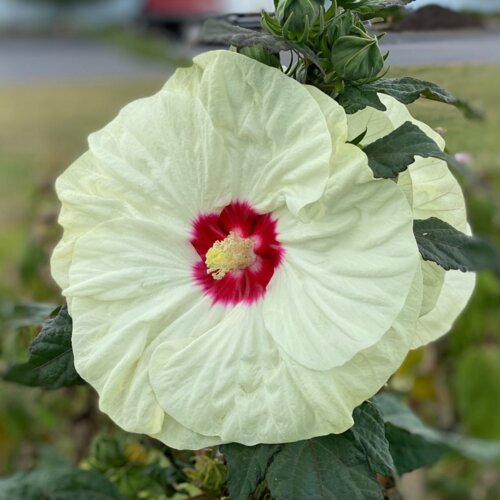 Гібіскус трав'янистий Саммеріфік Френч Ваніла. (Hibiscus Summerific® French Vanilla) С2 Фото Гібіскус трав'янистий Саммеріфік Френч Ваніла. (Hibiscus Summerific® French Vanilla) С2