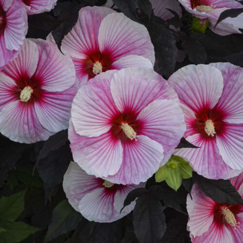 Гібіскус трав'янистий Саммеріфік Старрі Старрі Найт. (Hibiscus Summerific® Starry Starry Night) С2 Фото Гібіскус трав'янистий Саммеріфік Старрі Старрі Найт. (Hibiscus Summerific® Starry Starry Night) С2